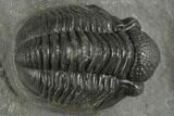 Detailed Gerastos Trilobite Fossil - Morocco #377316-1